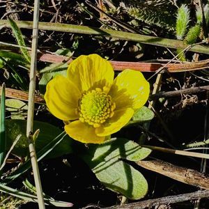 Meet your Posher, Connie